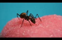 Gdy mrówki spotykają się z cukrem...