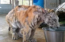See A Rescued Circus Tiger Undergo The Most Incredible Transformation
