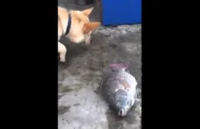 Dobry ziomek pies próbuje ratować rybę