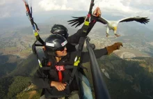 Parahawking - latanie na paralotni w towarzystwie tresowanych ptaków