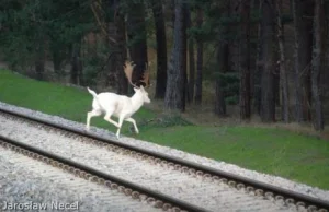 Sensacja na Półwyspie Helskim. Mieszkańcy spotkali w lesie białego daniela...