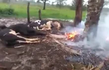 Piorun zabija krowy