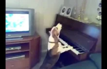 Nie patrz to tylko pies który gra na fortepianie
