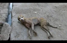 Rekonwalescencja psa znalezionego w beznadziejnym stanie na ulicy.