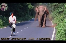 Słoń zabezpiecza drogę, dopóki jego rodzina nie minie ją bezpiecznie