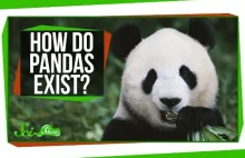 Jak istnieją pandy? [ENG]