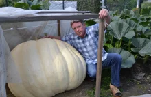 Gigantyczne warzywa w Raciborzu! Dynie ważą ponad 200 kg