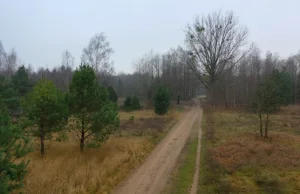 Kuria chce przejąć 30 hektarów lasu. Pod cmentarz. Mieszkańcy protestują.