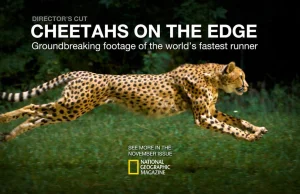 Gepard w 1200 klatkach na sekundę.