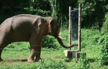 Słoń rozpoznaje się w lustrze