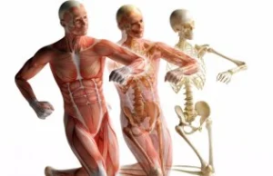 Jakie są przyczyny katabolizmu mięśni?