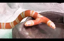 Jak pije dwugłowy wąż