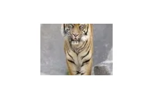 Ataki tygrysów na ludzi