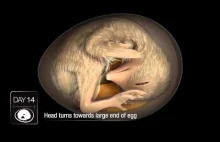 Rozwój kurczaka od embrionu do wyklucia.