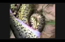 Anakonda umarła, bo zjadła innego węża