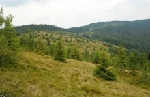 Karpaty zarastają - lasów jest już tam 2 razy więcej niż przed 150 laty