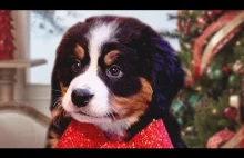 Christmas Puppy Surprise Compilation...
