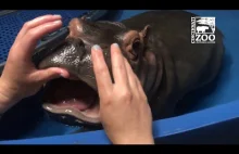 Dentysta robi przegląd uzębienia młodziutkiego hipopotama.