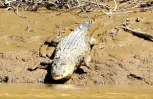 Dżungla na Borneo: Kinabatangan, dzika przyroda, Sabah, Malezja cz. 2