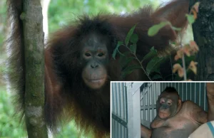 35 policjantów uzbrojonych w AK-47 ratowało orangutana z indonezyjskiego burdelu