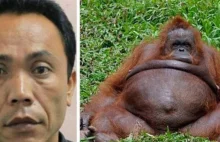 Pracownik zoo w Indonezji zapłodnił samicę orangutana [ENG]