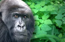 W Cincinnati zastrzelono goryla z gatunku zagrożonego wyginięciem –