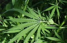 Prawica chce legalizacji medycznej marihuany