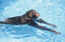 Pierwsze w pełni udokumentowane przypadki pływania małp człekokształtnych