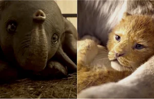 Nasze dzieci będą znać te zwierzęta tylko z filmów? To prawdopodobne.