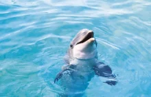 Zmiany klimatyczne zagrażają przetrwaniu delfinów