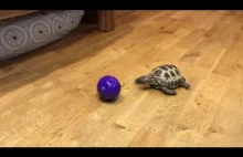 Jak zabawiać swojego żółwia