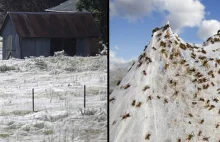 Miliony pająków "spadły z nieba" w Australii. Pokryły wszystko pajęczynami