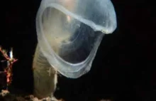 BBC Planet Earth/Blue Planet - Deep ocean creatures