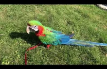 Papuga ara Lucy pierwszy raz na spacerze.