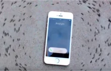 Dziwne wędrówki mrówek wokół dzwoniącego iPhone'a