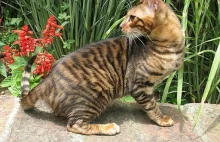 Kot Toyger – „kieszonkowy tygrys”