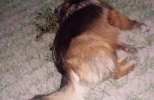 Lubelskie: myśliwy zastrzelił psa na oczach właścicielki