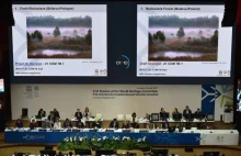 Komitet UNESCO wzywa do natychmiastowego zaprzestania wycinki drzew w Puszczy