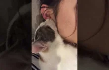 dziwnie ssający ucho kot