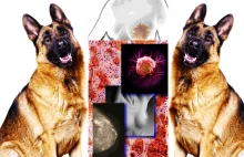 Pies zastąpi mammograf? Owczarki są lepsze w diagnozowaniu raka piersi
