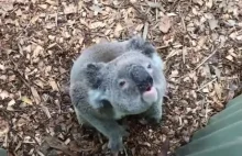 Jaki dźwięk wydaje koala.