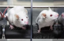 Eksperymentalny lek niweluje efekty urazu mózgu u myszy