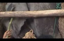 Drastyczne nagrania z trenowania słoni w Tajlandii.