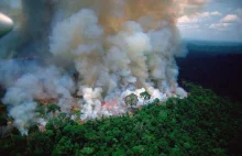 Płoną lasy Amazonii. Spłonęło już ponad 4,5mln ha.