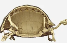 Szkielet żółwia