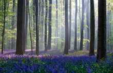 Magiczny las w Belgii, który przeniesie Cię w bajkowy świat.