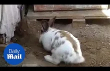 Heroiczny królik wykopuje malutkiego kotka z kłopotów!