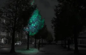 Świecące drzewa jako latarnie