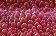 Naukowcy znaleźli sposób na oglądanie komórek kwiatów w 3D bez ich niszczenia.
