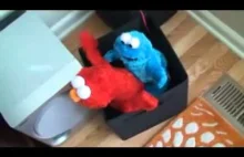 ELMO SEX TAPE!!